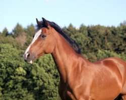 dressage horse Morgenstern (Arab half breed / Partbred, 1993)