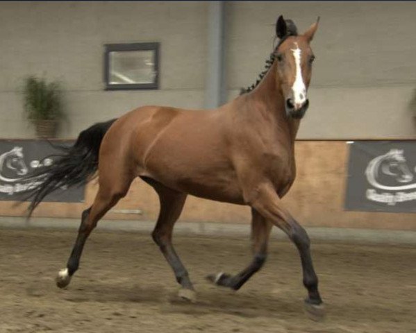 Pferd Lovely VD Vosberg (Belgisches Warmblut, 2011, von Lord Chin)