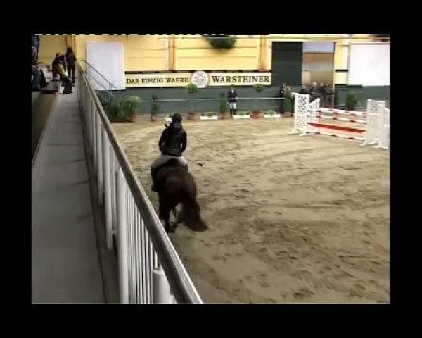 horse Satchmo 115 (Oldenburg, 2003, from Shine On)
