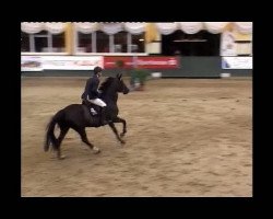 Springpferd Rapunzel S (Hannoveraner, 2001, von Rabino)