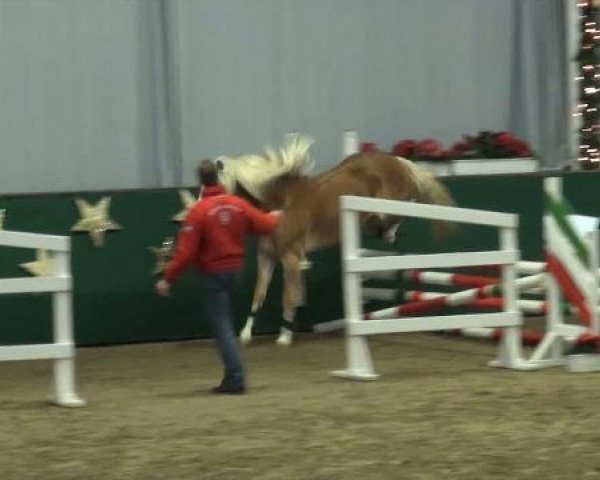 dressage horse Hengst von Wirbelstein van de haflingerborg (Haflinger, 2009, from Wirbelstein van de haflingerborg)