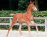 dressage horse Qerly (Belgian Warmblood, 2016, from Kashmir van't Schuttershof)