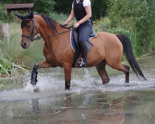 jumper Rattenkind Ox (Arabian thoroughbred, 2008, from Damaskus ox)