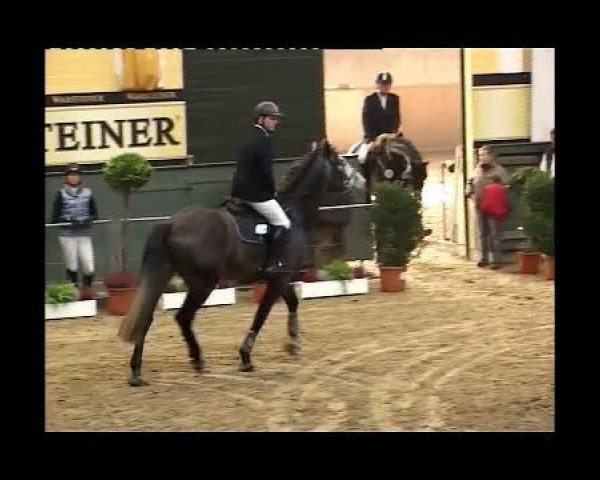 Pferd Come Over 4 (Westfale, 1999, von Cordobes I)