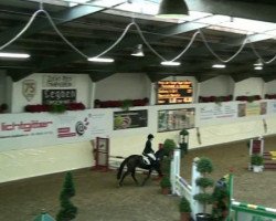 jumper Desteny's Girl (German Riding Pony, 2005, from Dirigent)