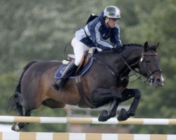 stallion Royal Concorde (Irish Sport Horse, 1998, from Concorde)