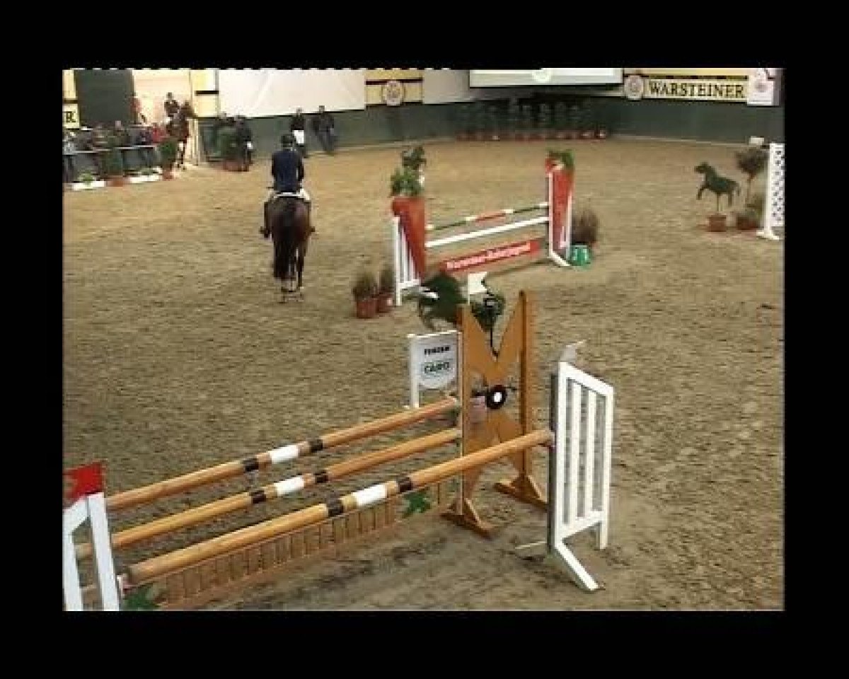 stallion Pilgrims Son (Westphalian, 2006, from Pilgrim)
