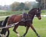 stallion Coelenhage's Lordy (Nederlands Welsh Ridepony, 2008, from Heitrak's Marvin)