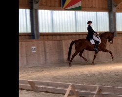 dressage horse Bumble Dee (Oldenburg, 2012, from Cennin)