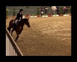 jumper Grand Petit 3 (Hanoverian, 2001, from Grand Cru)