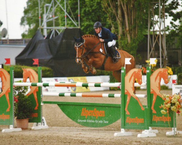 jumper Centoletto (Oldenburg show jumper, 2004, from Cento)