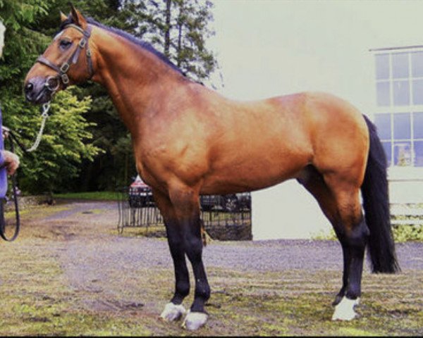 Pferd Out of Touch (Irish Sport Horse,  , von Touchdown)