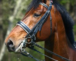 stallion Monarch in Action S (Old Austrian Warmblood, 1997)