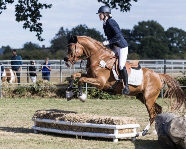 jumper Dyson (German Riding Pony, 2017, from Steendiek's FS Dali)