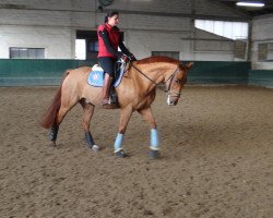 dressage horse Dorian Gray 45 (Hanoverian, 2004, from Der Lord)