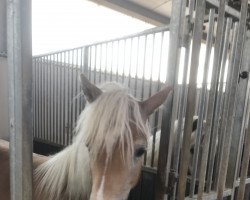 dressage horse Vicenza (Haflinger, 2021, from Avicii van't Steengoed)