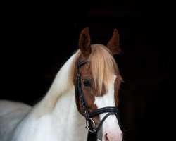 Dressurpferd Sondermarkens First Melody (Dänisches Warmblut, 2008, von Charlatan a Kila)