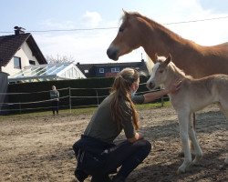 horse Amber (Haflinger, 2021, from Augartner)