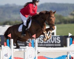 jumper Megara (KWPN (Royal Dutch Sporthorse), 2011, from Vigaro Z)