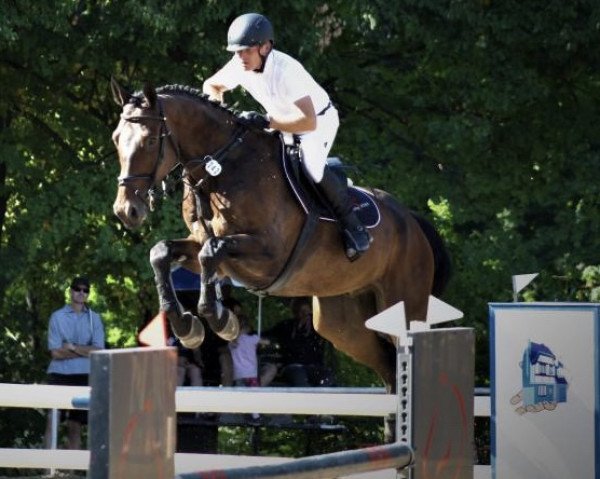 jumper Charcco (German Sport Horse, 2015, from Chaccato)