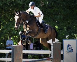 Springpferd Charcco (Deutsches Sportpferd, 2015, von Chaccato)