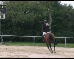 jumper Con Mio (Hanoverian, 2002, from Contendro I)