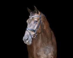 dressage horse Supersonic K (Westfale, 2018, from Secret)