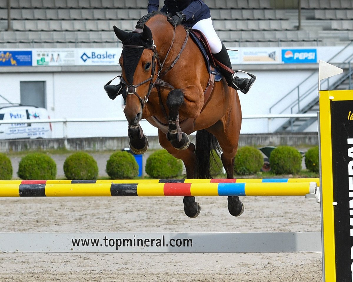 Springpferd Chica de Toxandria Z (Zangersheide Reitpferd, 2013, von Contador)