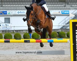 jumper Chica de Toxandria Z (Zangersheide riding horse, 2013, from Contador)