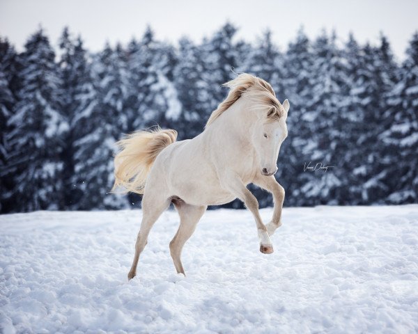 broodmare Silence 41 (German Riding Pony, 2018, from A kind of Magic 5)