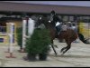 jumper Caddington 2 (Hanoverian, 1998, from Capitol II)