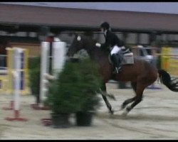 jumper Caddington 2 (Hanoverian, 1998, from Capitol II)