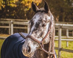 horse Criss Cross (Hanoverian, 2016, from Colman)