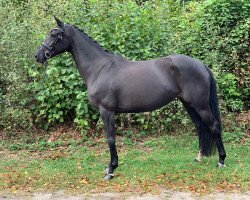 broodmare Melody (Oldenburg, 2017, from Tannenhof's Download)