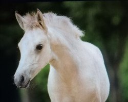 dressage horse Blütenstaub (German Riding Pony, 2022, from Don Papa WE)