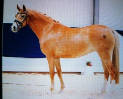 dressage horse Blanka (German Riding Pony, 2018, from FS Mr. Right)