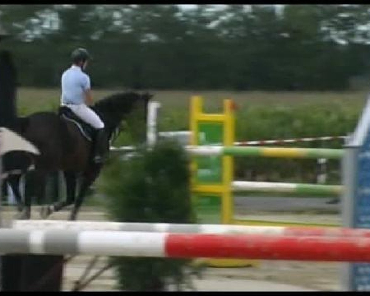 jumper Hello Again 2 (Hanoverian, 1999, from Cashman)