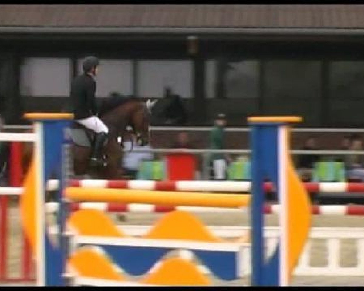 jumper Castro RS (Westphalian, 2004, from Cordobes I)