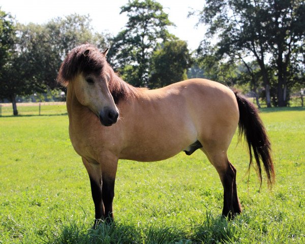 Pferd Bogatyr frá Breuerson (Islandpferd, 2006, von Frosti fra Heidi)