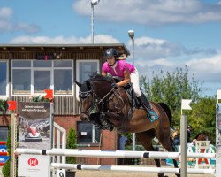 jumper Gloria 578 (German Sport Horse, 2013, from Cheetano)