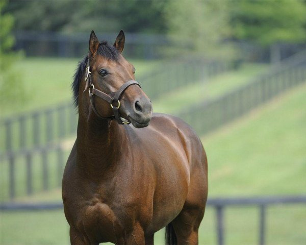 stallion Spring At Last xx (Thoroughbred, 2003, from Silver Deputy xx)