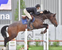 Springpferd Jb Zenit (Ungarisches Warmblut, 2014)