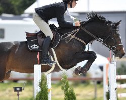 jumper Cessna (Hungarian Warmblood, 2009, from Colonado)