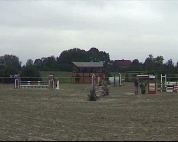 dressage horse Danica 24 (Westphalian, 2005, from Damon Hill)