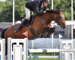 jumper Jb Koronaor (Hungarian Warmblood, 2011, from Keve)