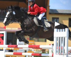 broodmare Kitara (Hungarian Warmblood, 2000, from Corghano)