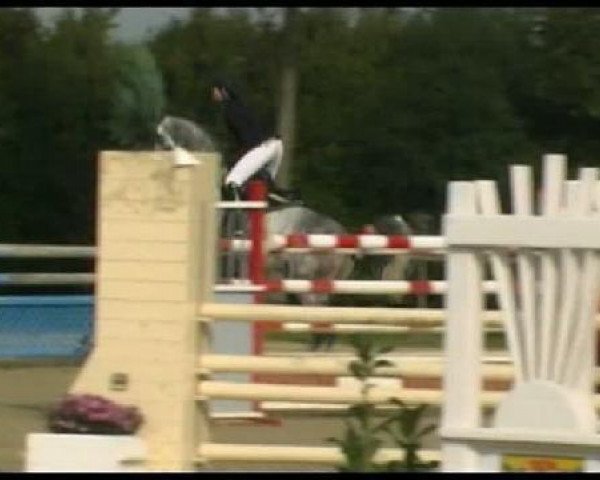 jumper Lenz 47 (Westphalian, 2003, from Lamoureux I)