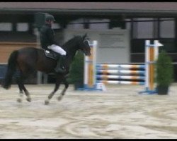 jumper Shiraz G (Hanoverian, 2007, from Stakkato)