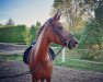 dressage horse Daydream 124 (German Riding Pony, 2016, from D-Day AT)