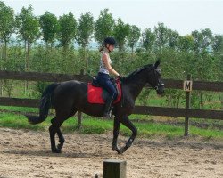 dressage horse Ronja von Rosentau (Hanoverian, 2002, from Rosentau)